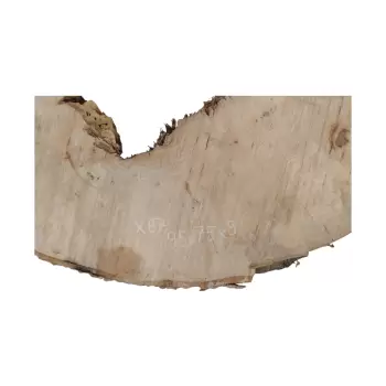 Plaster Jawora 95x75x9cm