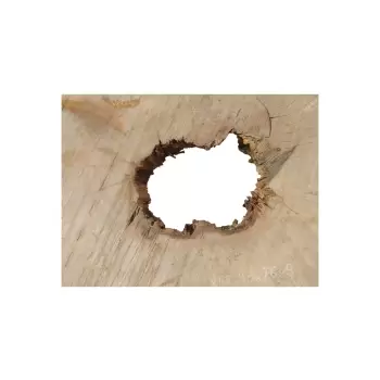 Plaster Jawora 89x76x9cm