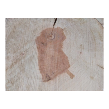 Plaster Gruszy 33x31x4cm