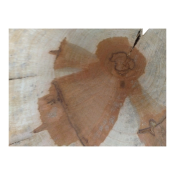 Plaster Gruszy 32x32x4cm