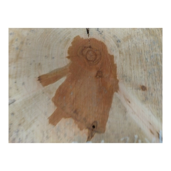 Plaster Gruszy 31x34x4cm