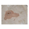Plaster Gruszy 34x32x5cm