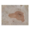 Plaster Gruszy 34x32x4cm