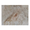 Plaster Gruszy 33x31x5cm