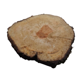 Plaster Gruszy 33x33x4cm