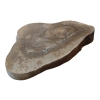 Plaster Orzecha Włoskiego 47x36x5cm