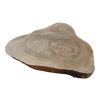 Plaster Orzecha Włoskiego 46x35x5cm