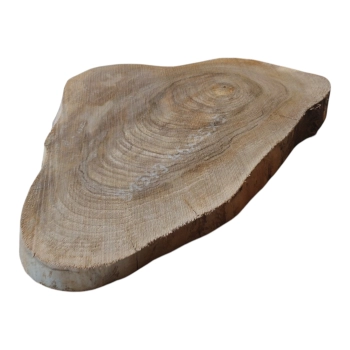 Plaster Orzecha Włoskiego 46x35x5cm