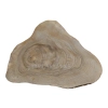 Plaster Orzecha Włoskiego 46x34x5cm