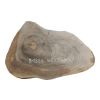 Plaster Orzecha Włoskiego 46x32x4cm