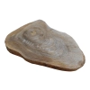 Plaster Orzecha Włoskiego 46x32x4cm