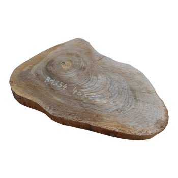 Plaster Orzecha Włoskiego 46x32x4cm
