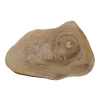 Plaster Orzecha Włoskiego 46x32x4cm