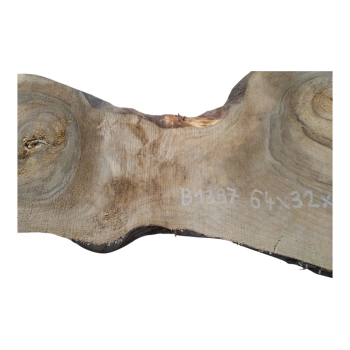 Plaster Orzecha Włoskiego 64x32x3cm