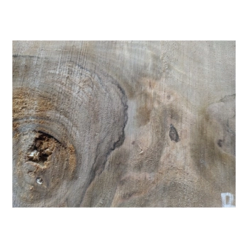 Plaster Orzecha Włoskiego 59x32x4cm