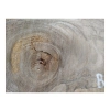Plaster Orzecha Włoskiego 54x33x5cm