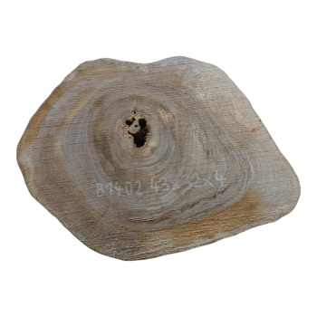 Plaster Orzecha Włoskiego 43x32x4cm