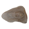 Plaster Orzecha Włoskiego 44x33x4cm