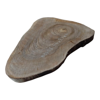 Plaster Orzecha Włoskiego 44x33x4cm