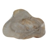 Plaster Orzecha Włoskiego 48x36x5cm