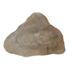 Plaster Orzecha Włoskiego 46x35x5cm