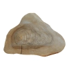 Plaster Orzecha Włoskiego 46x34x5cm