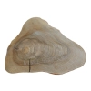 Plaster Orzecha Włoskiego 46x33x5cm