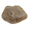 Plaster Orzecha Włoskiego 44x32x4cm