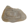 Plaster Orzecha Włoskiego 46x32x4cm