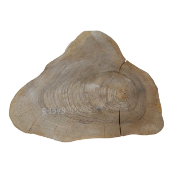 Plaster Orzecha Włoskiego 46x35x5cm