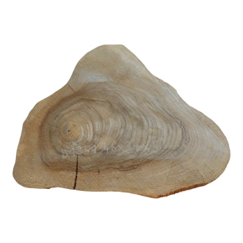 Plaster Orzecha Włoskiego 46x34x5cm