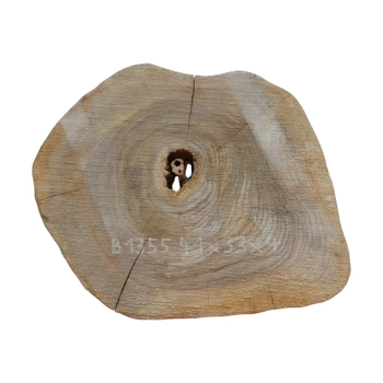 Plaster Orzecha Włoskiego 41x33x4cm