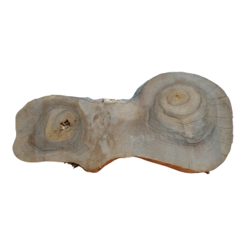 Plaster Orzecha Włoskiego 65x31x4cm