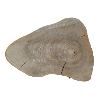 Plaster Orzecha Włoskiego 44x33x4cm