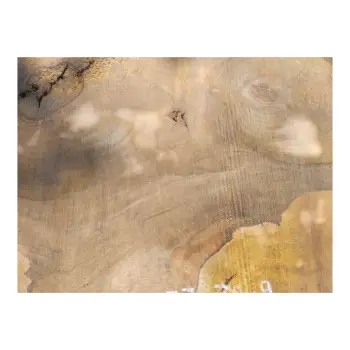 Plaster Orzecha Włoskiego po Suszarni 77x70x9cm