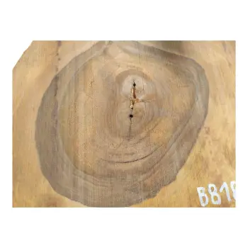 Plaster Orzecha Włoskiego po Suszarni 103x59x8cm