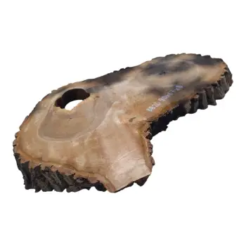 Plaster Orzecha Włoskiego po Suszarni 90x67x8cm