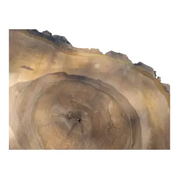 Plaster Orzecha Włoskiego po Suszarni 90x67x8cm