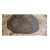 Plaster Orzecha Włoskiego po Suszarni 63x53x8cm