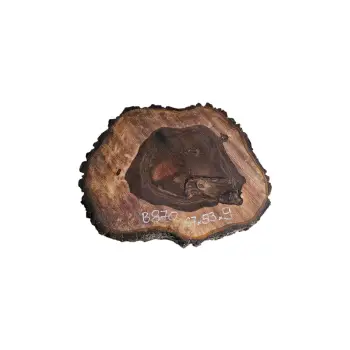 Plaster Orzecha Włoskiego po Suszarni 67x53x9cm