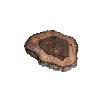 Plaster Orzecha Włoskiego po Suszarni 67x53x9cm