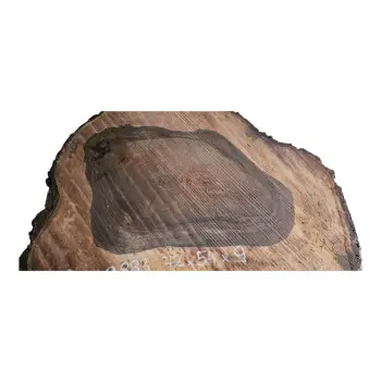 Plaster Orzecha Włoskiego po Suszarni 72x54x9cm