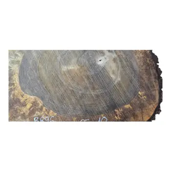 Plaster Orzecha Włoskiego po Suszarni 76x65x10cm