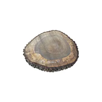 Plaster Orzecha Włoskiego po Suszarni 77x66x10cm