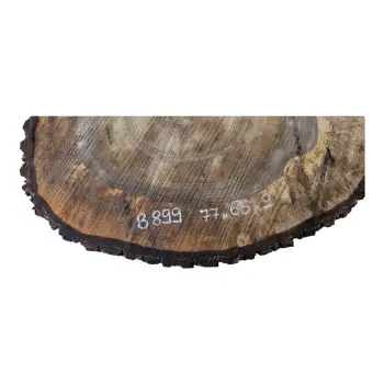 Plaster Orzecha Włoskiego po Suszarni 77x65x9cm