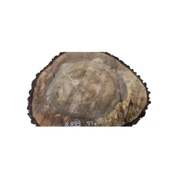 Plaster Orzecha Włoskiego po Suszarni 77x65x9cm