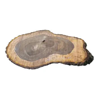 Plaster Orzecha Włoskiego po Suszarni 112x55x10cm