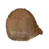 Plaster Dębowy 30x29x3cm Dąb po suszarni