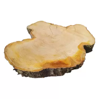 Plaster Czereśni po Suszarni 79x70x9cm