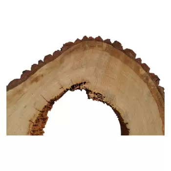 Plaster Dębowy po Suszarni 69x59x8cm w Czterech Kawałkach